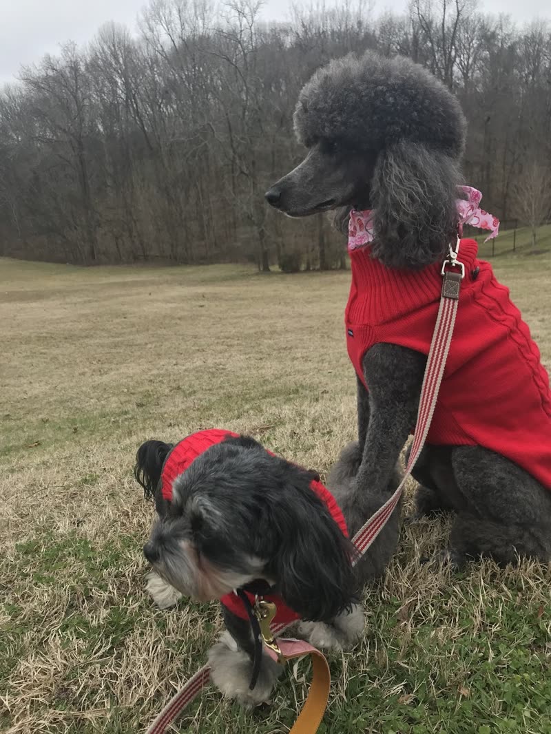 A grey standard poodle in a red jumper with a sculpted topknot beside a smaller groomed dog on a lead