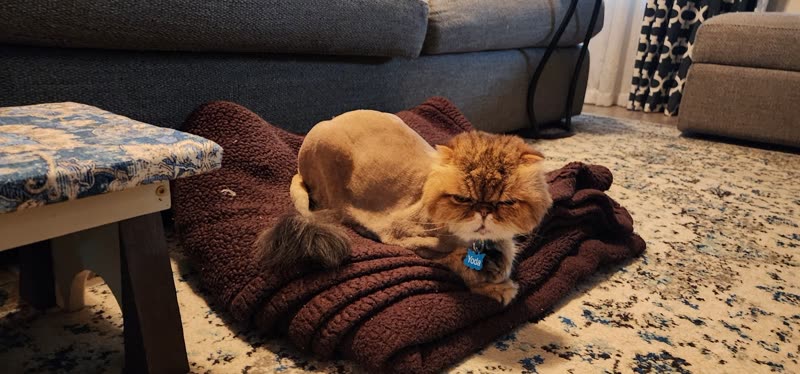 Two lion-cut ginger cats lying together on a blanket in a living room