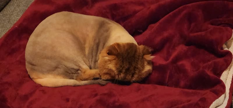 A ginger flat-faced cat with a lion cut curled up asleep on a deep red blanket
