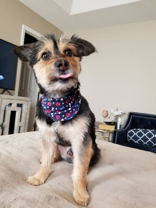 Small terrier-cross with a freshly trimmed beard and a navy star-print bandana