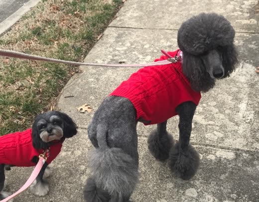 Groomed grey poodle's clipped legs and pompom feet on a pavement