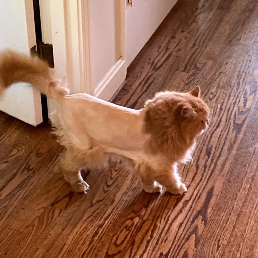 Ginger long-haired cat with a lion cut walking across a hardwood floor