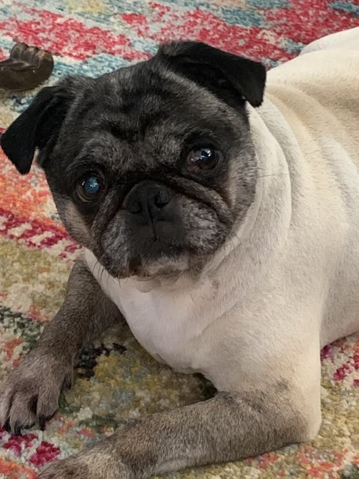 Fawn pug lying on a patterned rug looking at the camera