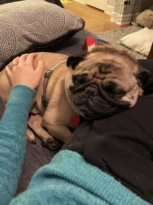 A pug resting against its owner's arm while being stroked